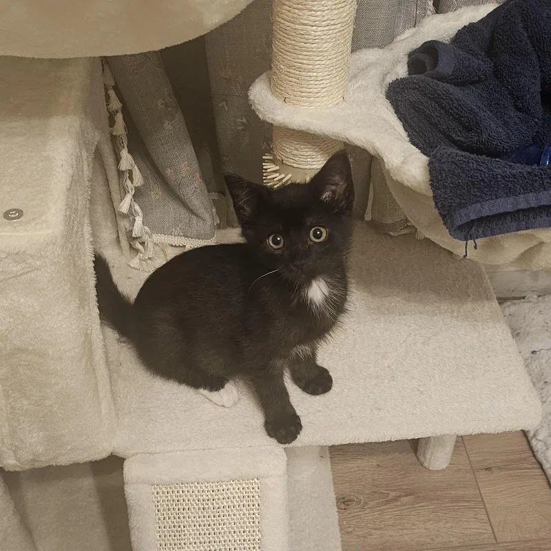 A baby medium-sized male Black Domestic Short Hair cat named Leo for adoption in Bellmawr, NJ