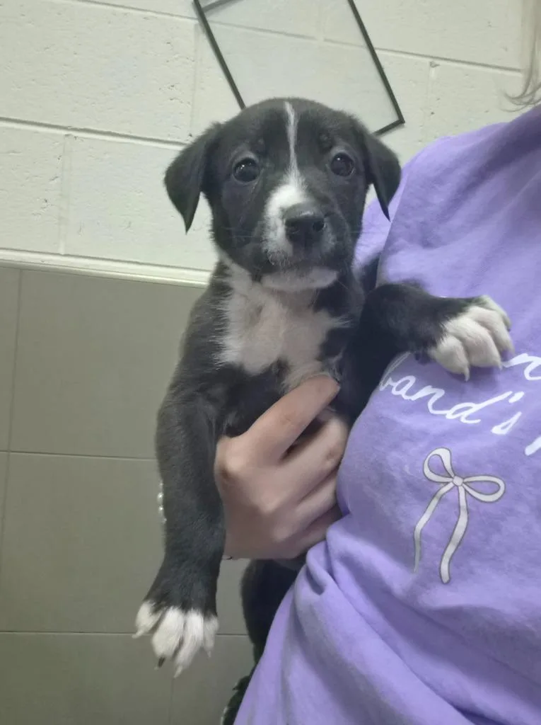 A young small-sized male Mixed Breed dog named Sporty Spicegunner for adoption in Rome, GA