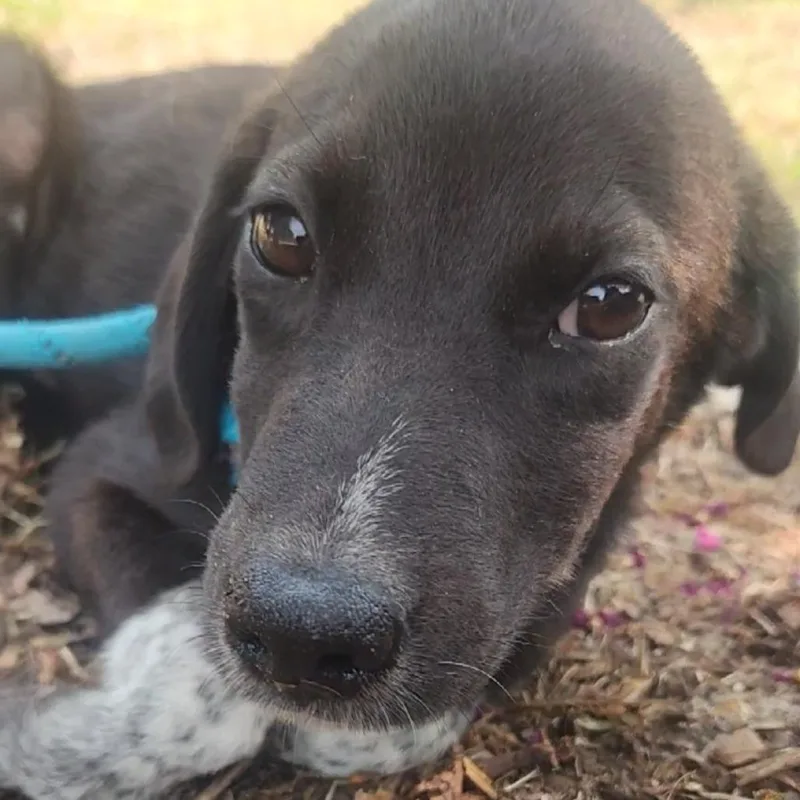 A baby small-sized female Black Mixed Breed dog named Legume for adoption in Tyler, TX