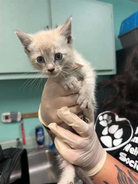 A baby small-sized male Domestic Short Hair cat named Slater for adoption in Fort Walton Beach, FL
