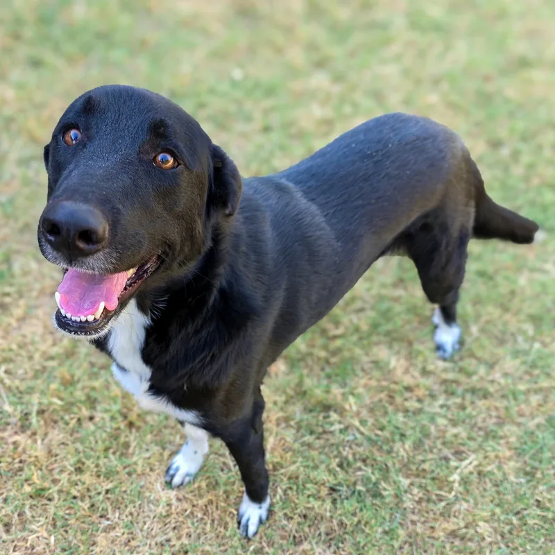 A young large-sized male Border Collie dog named Rudy for adoption in Gainesville, TX