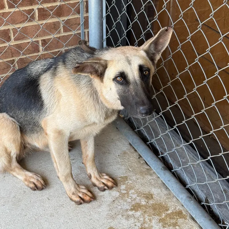 An adult medium-sized female Black German Shepherd Dog dog named Caroline for adoption in Birmingham, AL