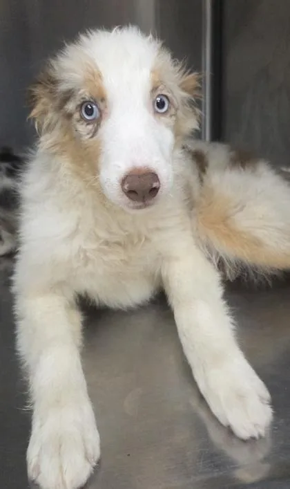 A baby medium-sized female Australian Shepherd dog named Baby for adoption in Kinzers , PA