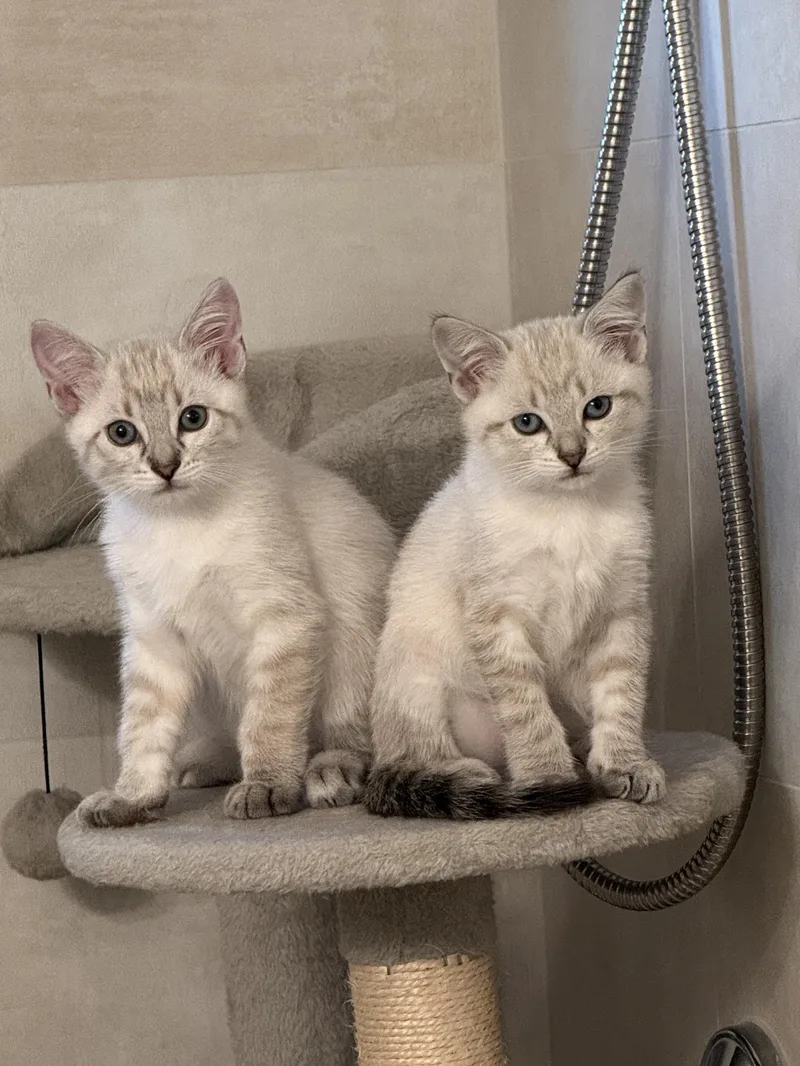 A baby medium-sized female Blue Point Domestic Short Hair cat named Ivy & Bean for adoption in San Jose, CA