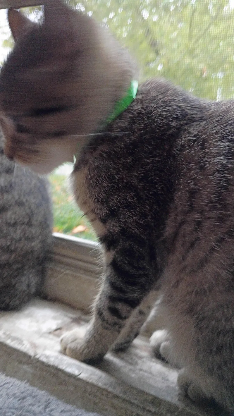 A baby medium-sized male Domestic Short Hair cat named Granny Smith for adoption in Wheaton, IL