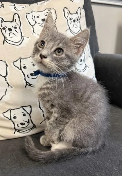 A baby small-sized male Domestic Short Hair cat named Aster for adoption in Lawrenceville, GA