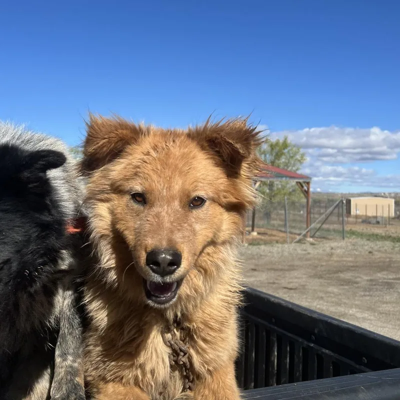 A young large-sized male Red / Chestnut / Orange Shepherd dog named Bernard for adoption in Taos, NM