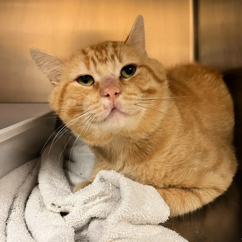 Garfield