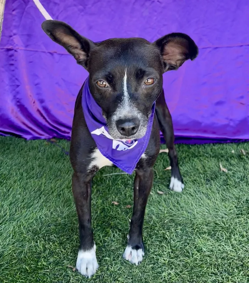 A young small-sized female Black Terrier dog named Darla for adoption in Rowland Heights, CA