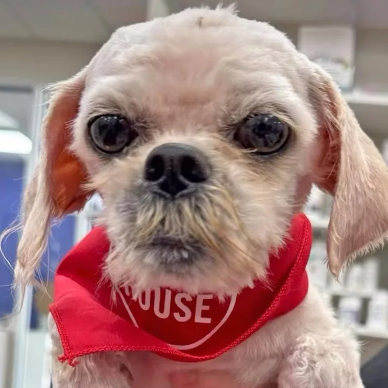 An adult small-sized female Yellow / Tan / Blond / Fawn Mixed Breed dog named Carol Mae Fka T for adoption in Leander, TX