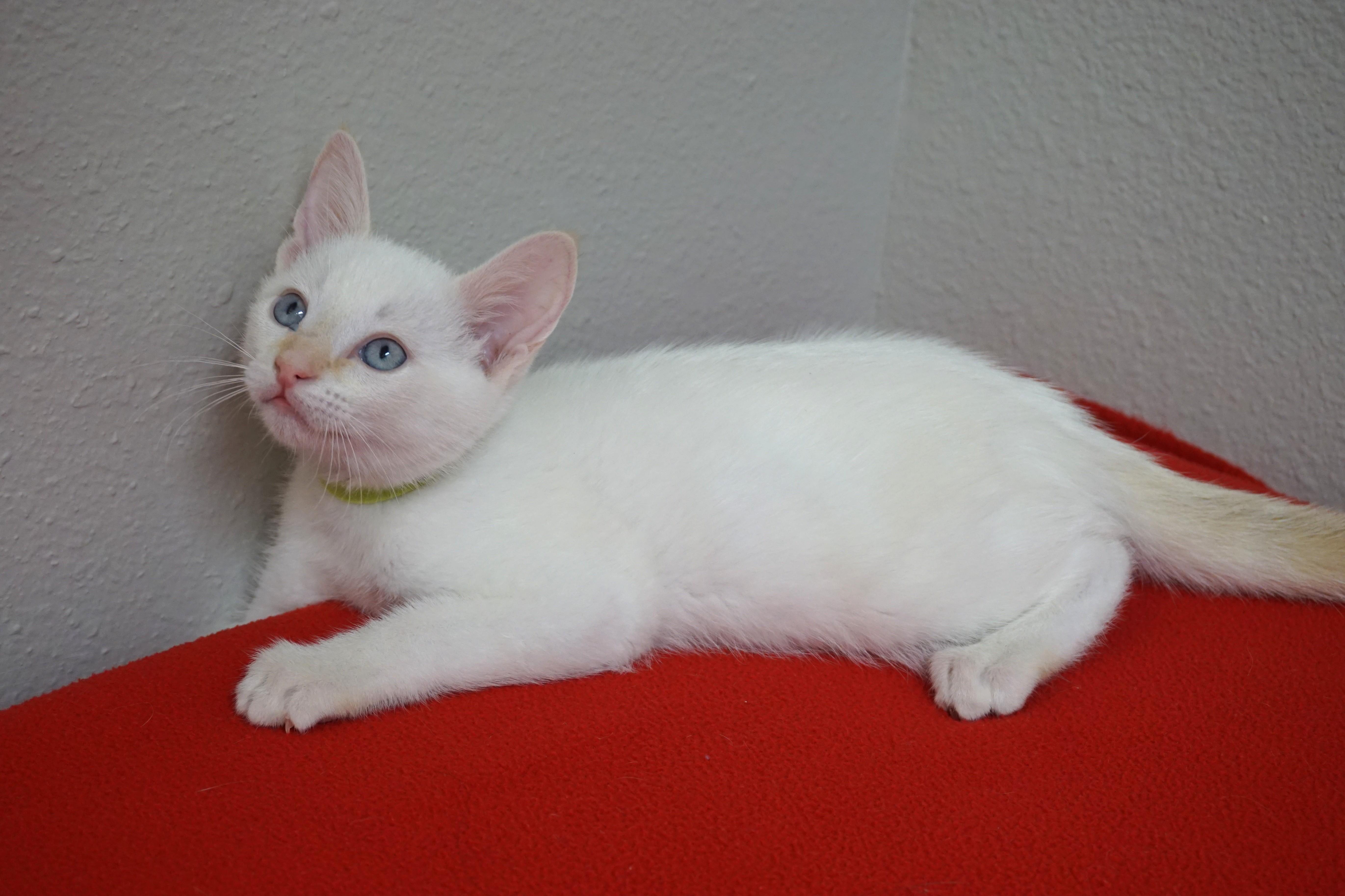 A baby small-sized male Domestic Short Hair cat named Rodrigo Blanco for adoption in Fountain Hills, AZ