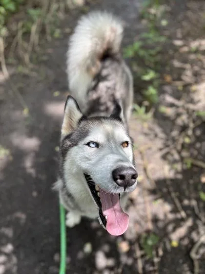 An adult large-sized male Siberian Husky dog named Puffball for adoption in New Orleans, LA