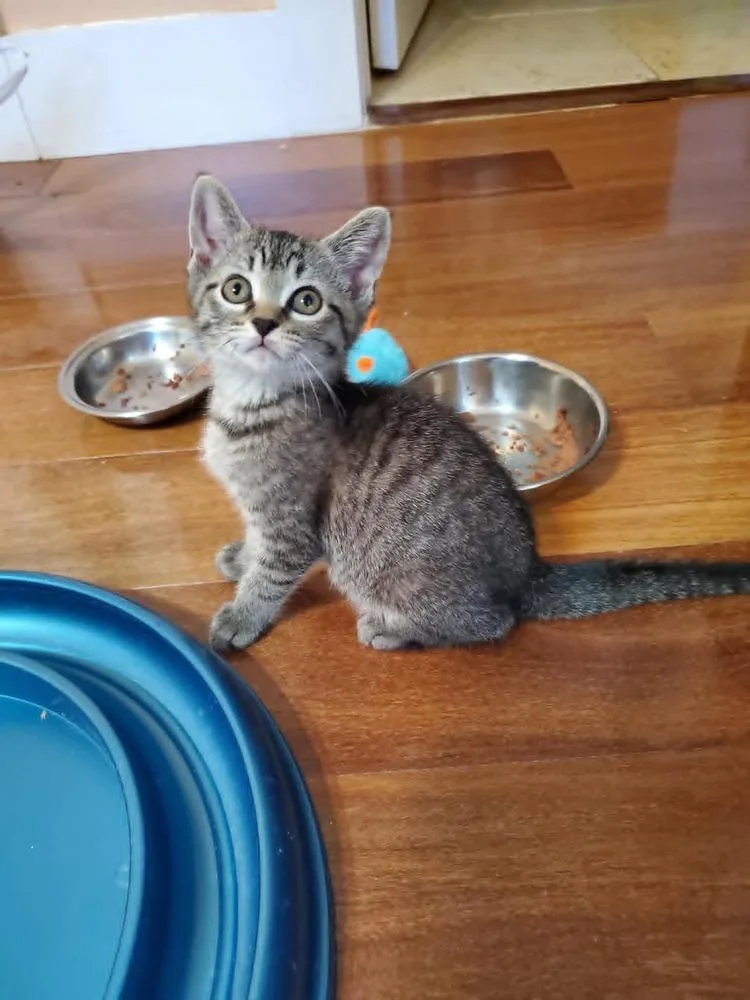 A baby small-sized female Gray / Blue / Silver Domestic Short Hair cat named Belle for adoption in Hudson, NH