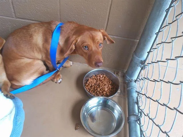 A young small-sized male Dachshund dog named Sir Pep for adoption in Chula Vista, CA