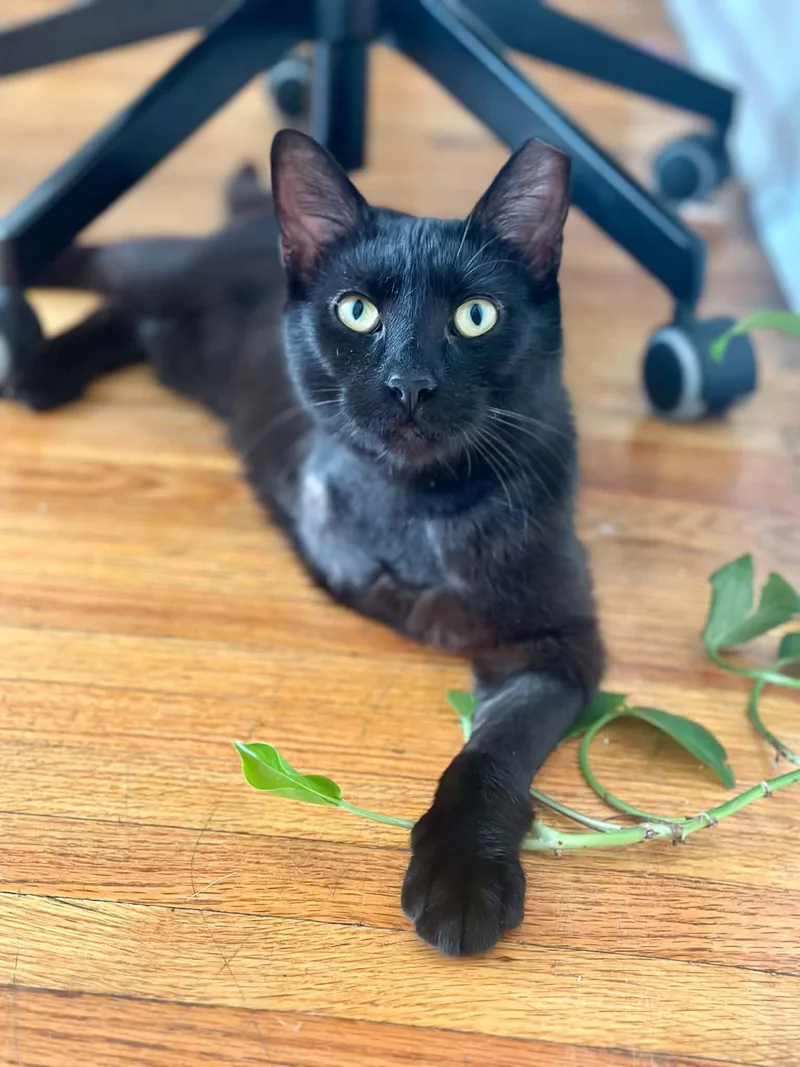 A young medium-sized male American Shorthair cat named Houdini for adoption in Newark, NJ