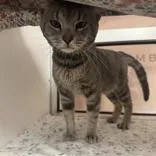 An adult medium-sized male Tabby (Gray / Blue / Silver) Domestic Short Hair cat named Roman for adoption in Hilliard, OH