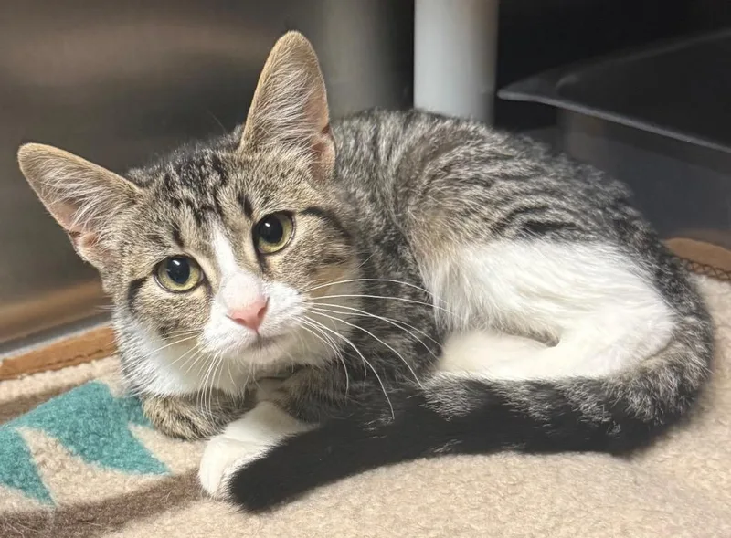 A baby small-sized female Tabby (Brown / Chocolate) Domestic Short Hair cat named Judy for adoption in Amery, WI