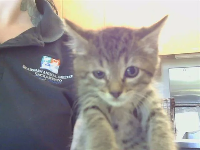 A baby small-sized male Domestic Short Hair cat named Devin for adoption in Sacramento, CA