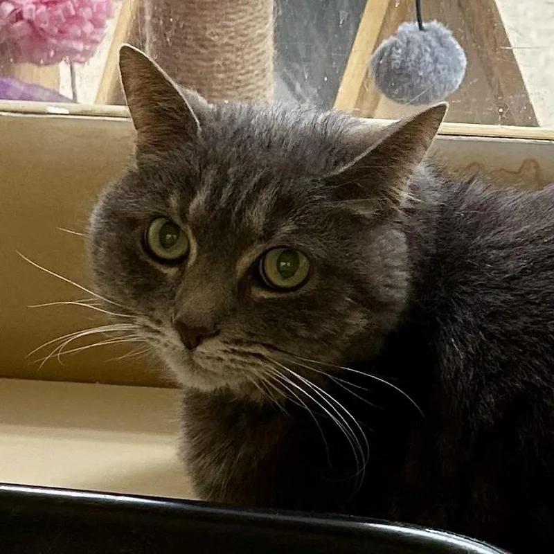 A senior large-sized female Gray / Blue / Silver Domestic Short Hair cat named Starlet for adoption in Brevard, NC