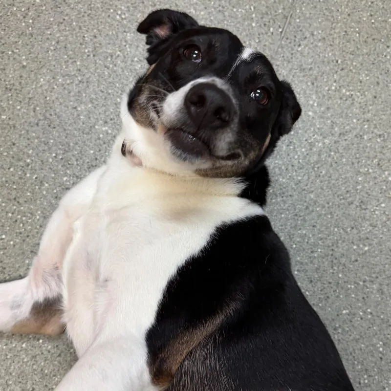 An adult medium-sized female Black Border Collie dog named Sheba for adoption in Newark, DE
