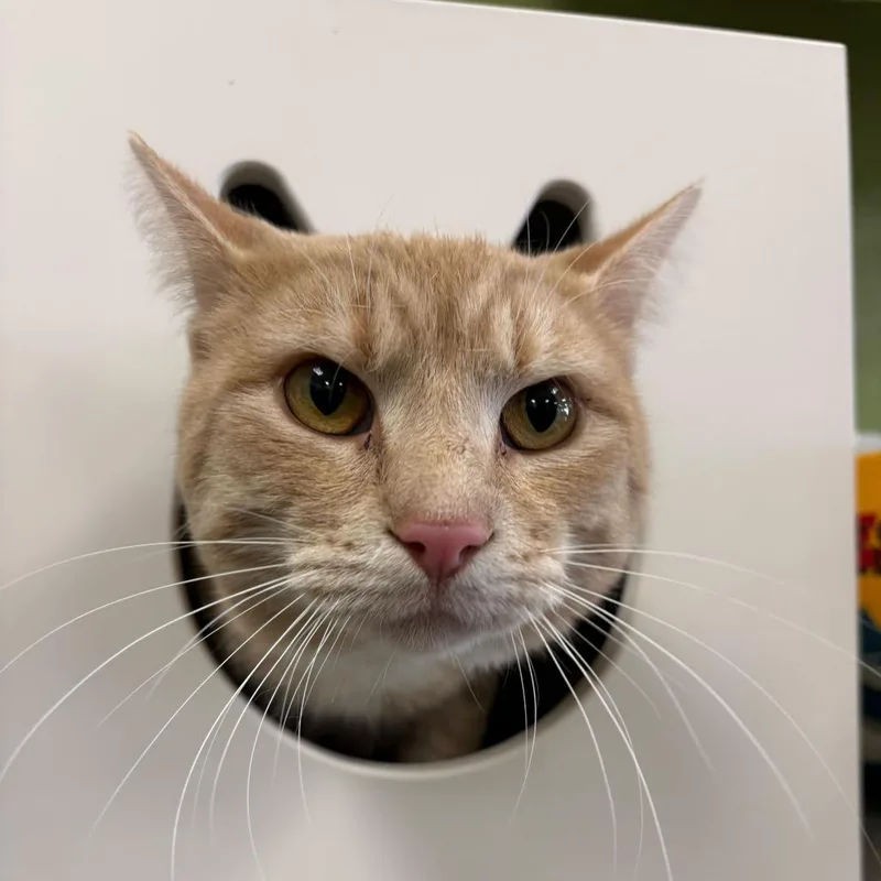 An adult large-sized male Domestic Short Hair cat named Simba Tuna for adoption in St. Paul, MN