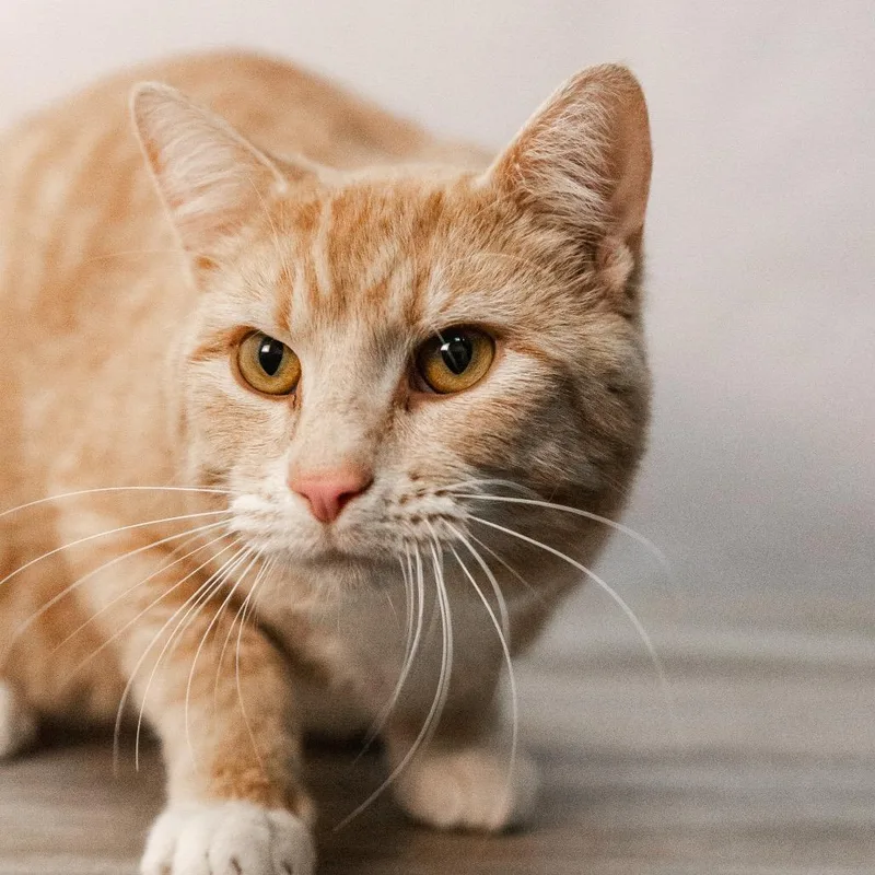 Simba Tuna thumbnail 2