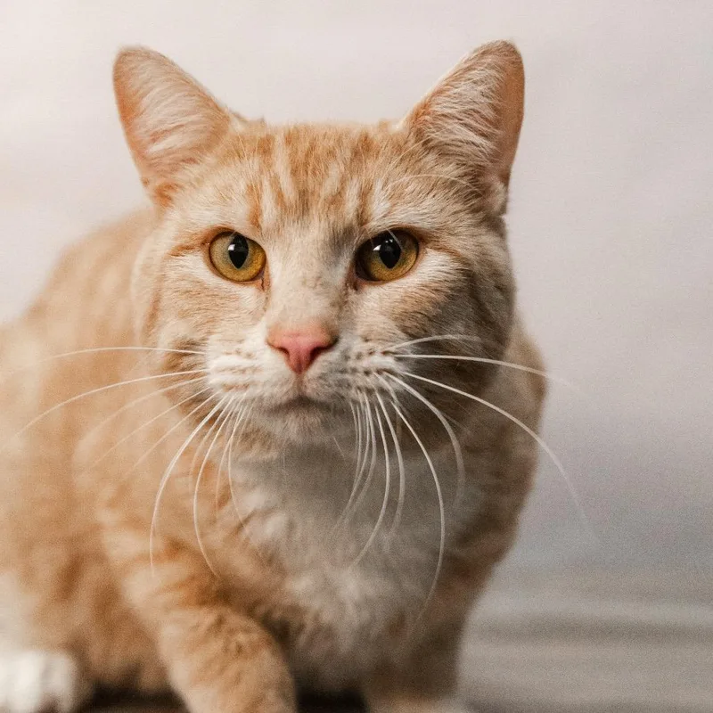 Simba Tuna thumbnail 3