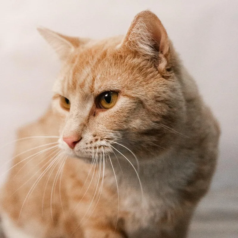 Simba Tuna thumbnail 5