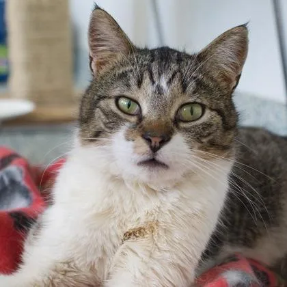 A young medium-sized male Domestic Short Hair cat named Hecuba for adoption in Verona, WI