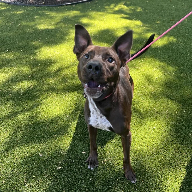 An adult medium-sized male Brown / Chocolate Mixed Breed dog named Hennessey for adoption in LOXAHATCHEE, FL
