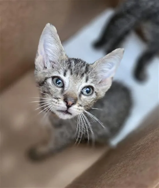 A baby medium-sized male Domestic Short Hair cat named Tulsa for adoption in Dallas, TX