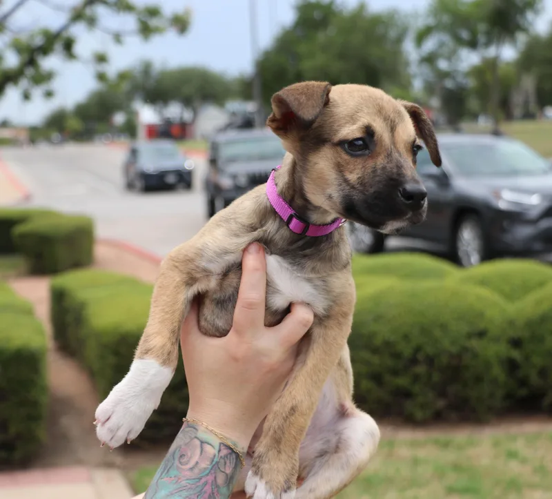 A baby medium-sized female Yellow / Tan / Blond / Fawn Terrier dog named Mustang for adoption in Pflugerville, TX