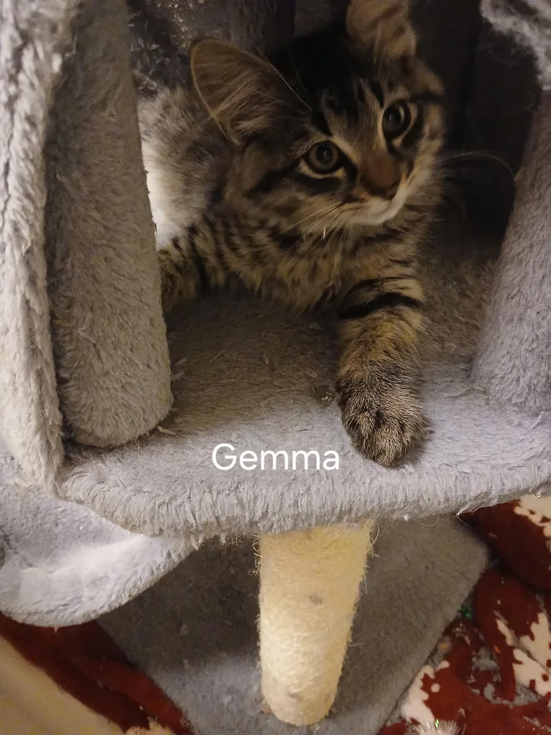 A baby small-sized female Tabby (Brown / Chocolate) Domestic Long Hair cat named Gemma for adoption in Elk Grove, CA