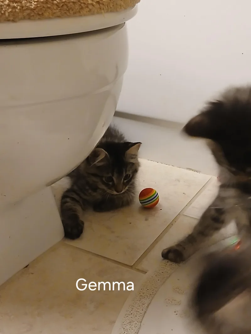 Gemma thumbnail 2