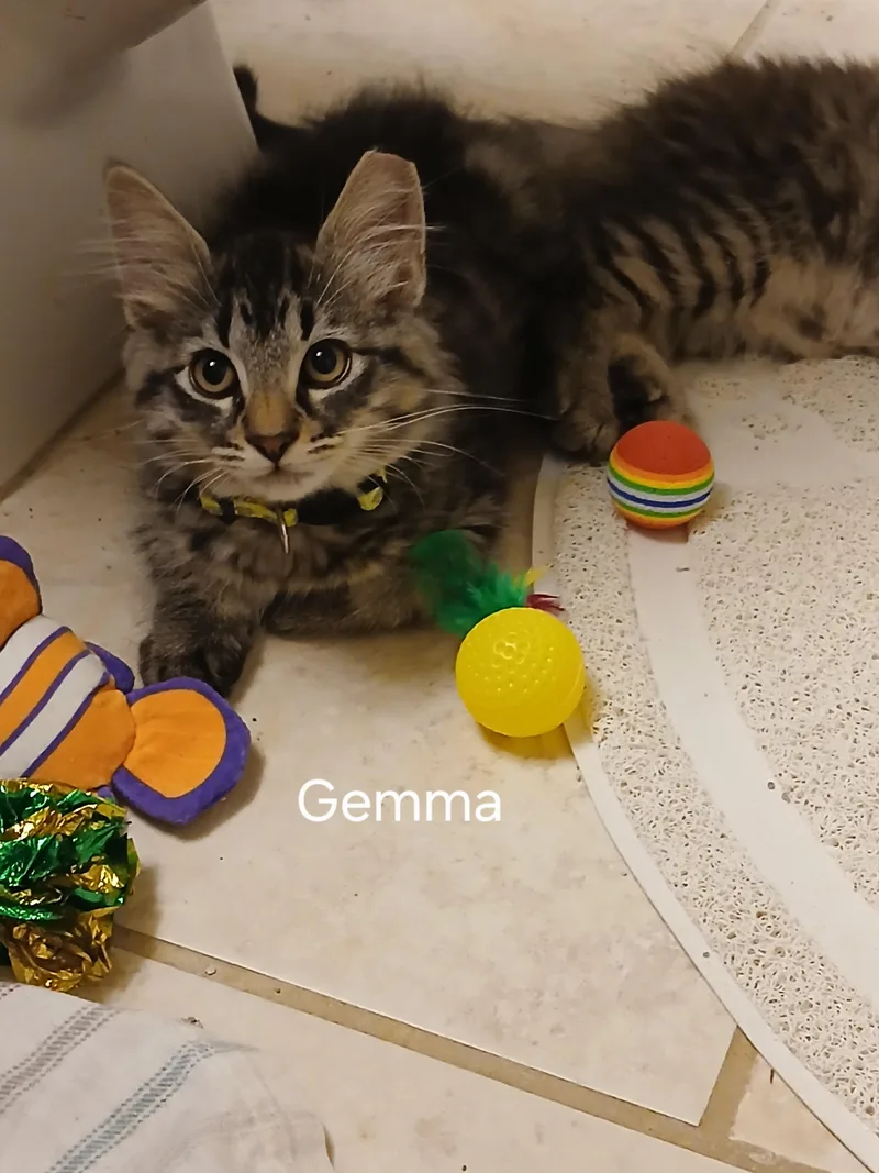 Gemma thumbnail 3
