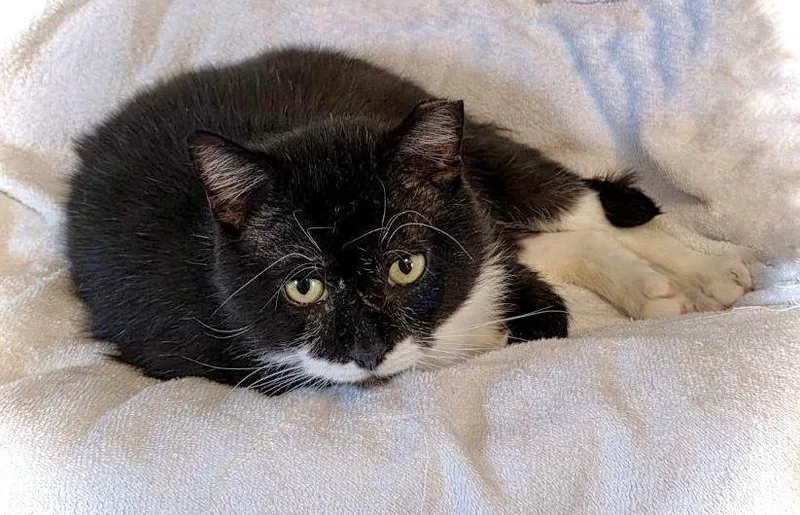 An adult medium-sized male Black & White / Tuxedo Domestic Short Hair cat named Sweetie for adoption in Chalfont, PA