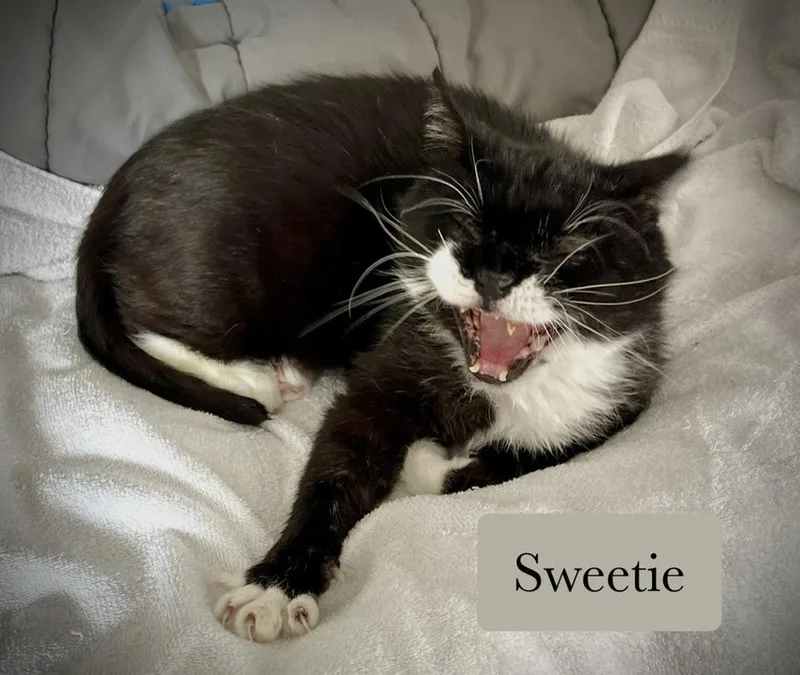 Sweetie thumbnail 4