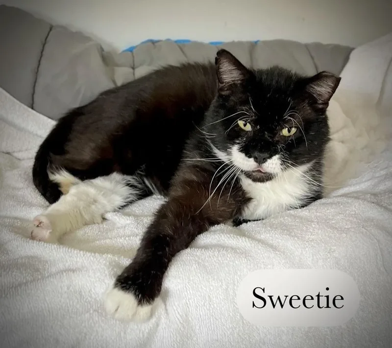 Sweetie thumbnail 5