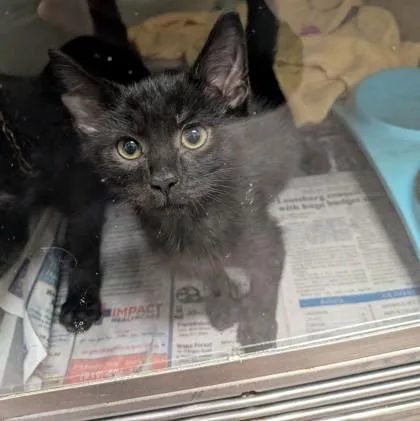 A baby small-sized male Domestic Short Hair cat named Bryce for adoption in Louisburg, NC