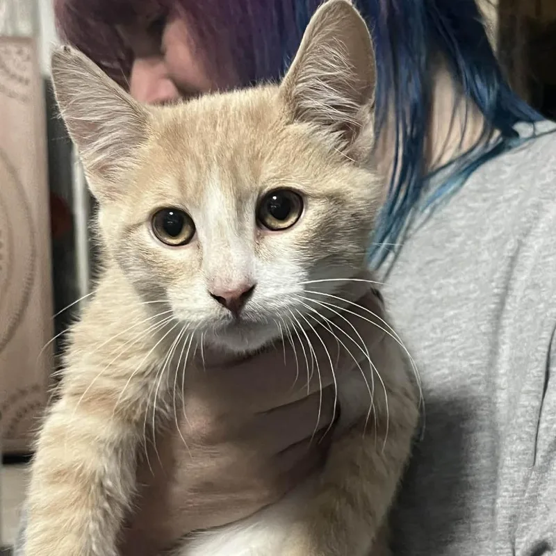 A baby small-sized male Buff / Tan / Fawn Domestic Short Hair cat named Luffy for adoption in Sioux Falls, SD