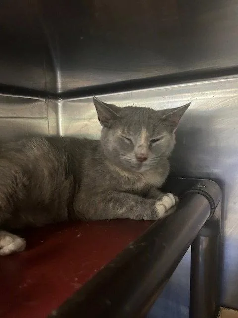 An adult medium-sized female Domestic Short Hair cat named Iris for adoption in Herndon, VA