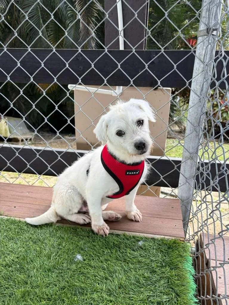 A senior small-sized male Mixed Breed dog named Fred for adoption in Brooklyn, NY