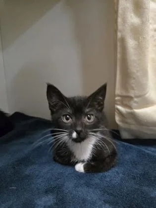 A baby medium-sized female Domestic Short Hair cat named Finley for adoption in Savannah, GA