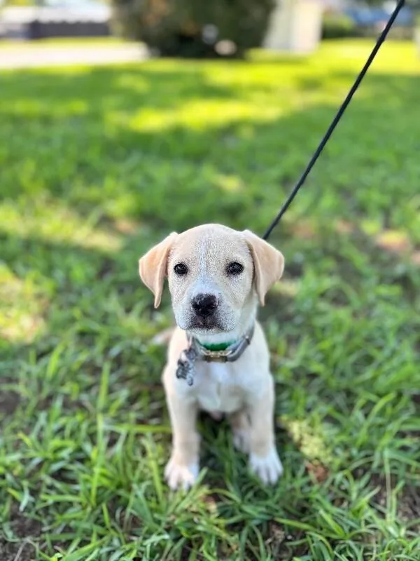 A baby small-sized male Yellow / Tan / Blond / Fawn Golden Retriever dog named Flynn for adoption in Aiken, SC