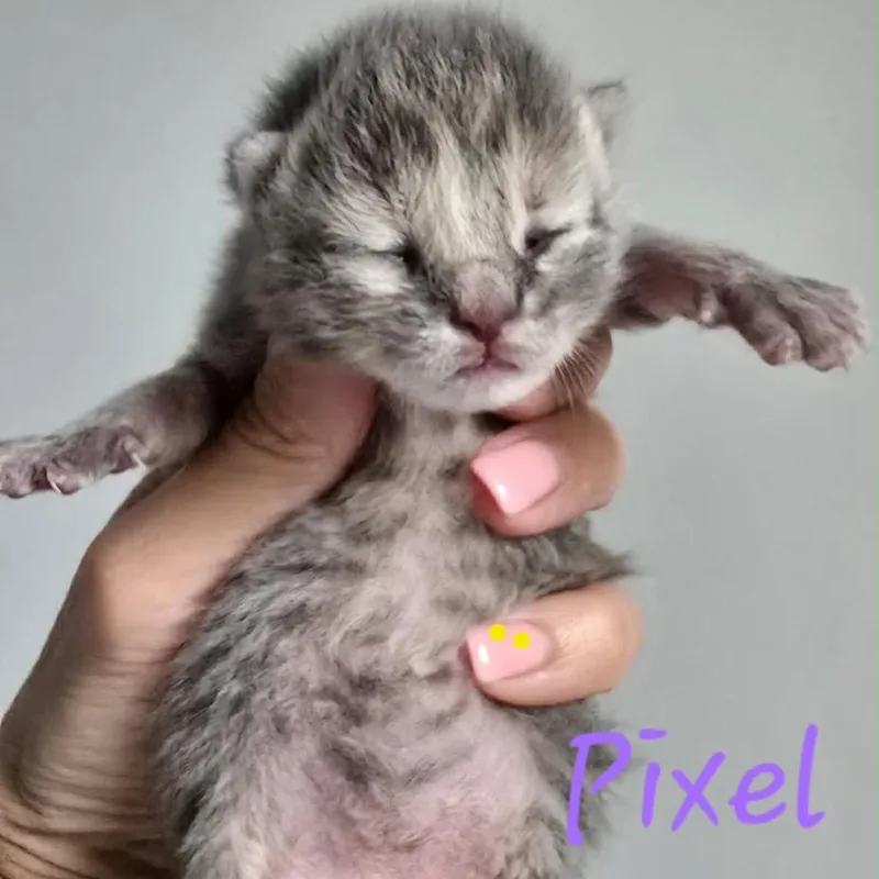 A baby small-sized female Gray / Blue / Silver Domestic Short Hair cat named Pixel for adoption in Spring Hill, KS