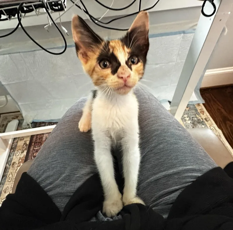 A young medium-sized female American Shorthair cat named Sicily for adoption in Houston, TX