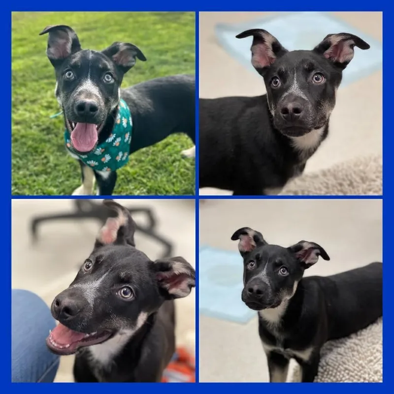 Jed Avail Sun thumbnail 3