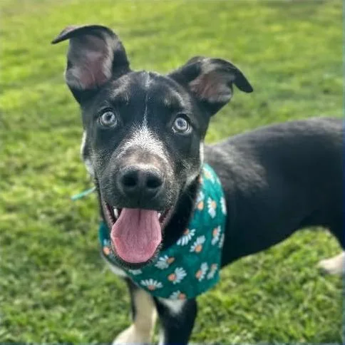 Jed Avail Sun thumbnail 4