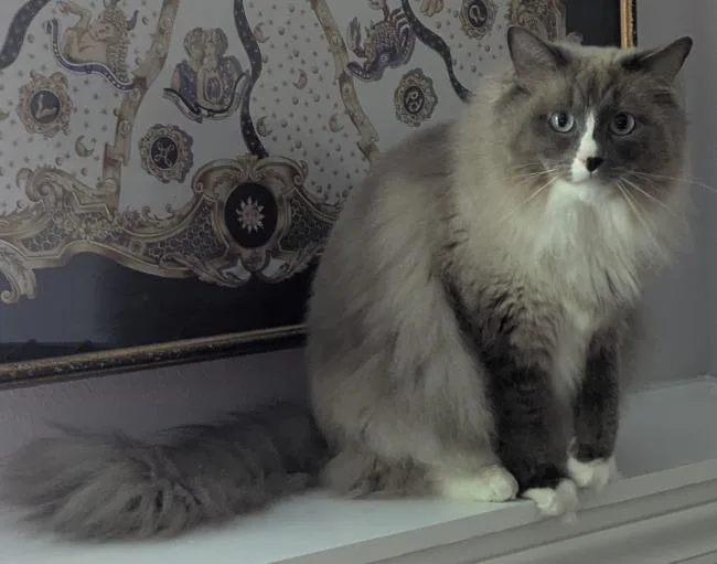 An adult large-sized male Blue Cream Ragdoll cat named Bryson for adoption in Kenosha, WI
