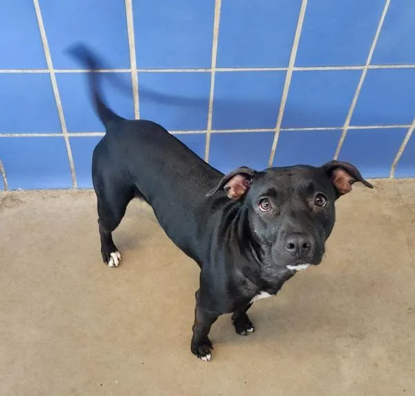 A young medium-sized female Pit Bull Terrier dog named Darla for adoption in Austin, TX